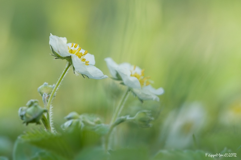Anemone baldensis...??? no, cfr. Potentilla rupestris